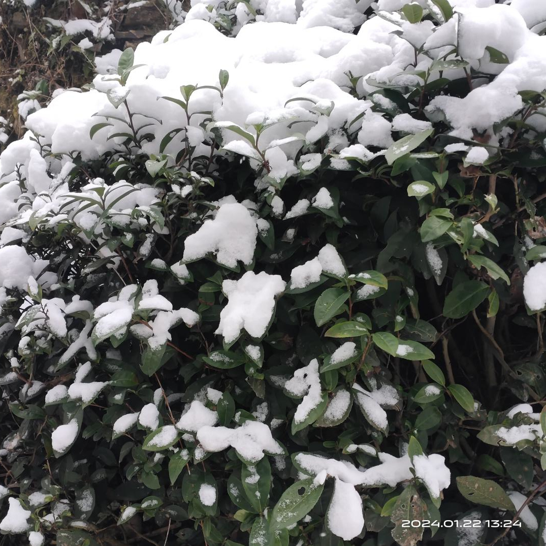 瑞雪兆豐年  茶園美如畫
